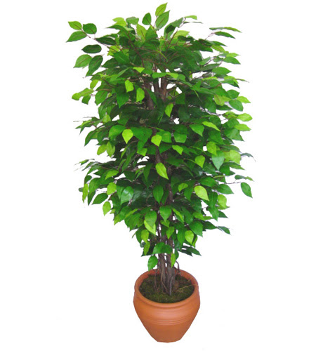 Ficus Benjamin 1,50 cm   Balkesir anneler gn iek yolla 