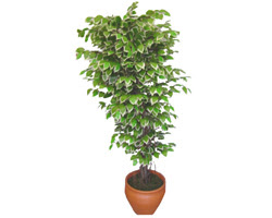 Ficus zel Starlight 1,75 cm   Balkesir cicek , cicekci 