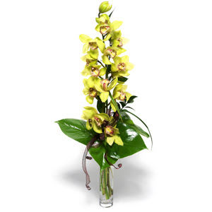  Balkesir nternetten iek siparii  cam vazo ierisinde tek dal canli orkide