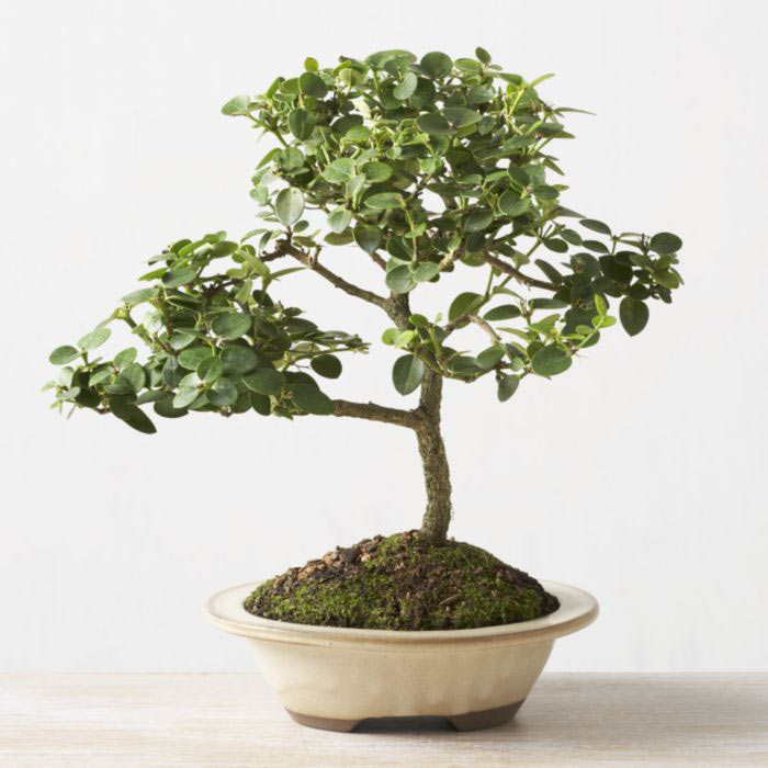 ithal bonsai saksi iegi  Balkesir iek online iek siparii 