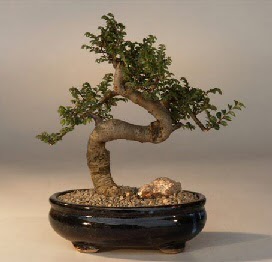 ithal bonsai saksi iegi  Balkesir 14 ubat sevgililer gn iek 