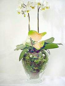  Balkesir iek sat  Cam yada mika vazoda zel orkideler