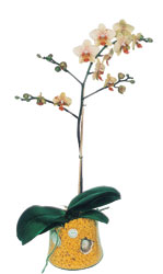  Balkesir online iek gnderme sipari  Phalaenopsis Orkide ithal kalite
