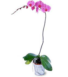 Balkesir cicekciler , cicek siparisi  Orkide ithal kaliteli orkide 