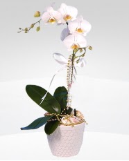 1 dallı orkide saksı çiçeği  Balıkesir online çiçekçi , çiçek siparişi 