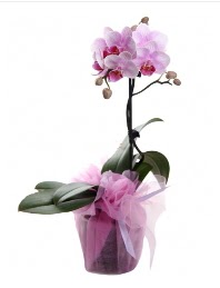 1 dal pembe orkide saksı çiçeği  Balıkesir kaliteli taze ve ucuz çiçekler 