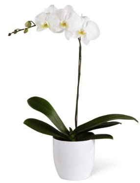 1 dall beyaz orkide  Balkesir 14 ubat sevgililer gn iek 