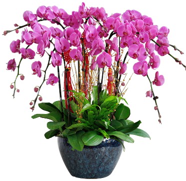 9 dallı mor orkide  Balıkesir 14 şubat sevgililer günü çiçek 