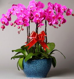 7 dall mor orkide  Balkesir iek online iek siparii 