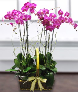4 dall mor orkide  Balkesir gvenli kaliteli hzl iek 