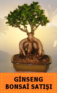 Ginseng bonsai sat japon aac  Balkesir cicek , cicekci 