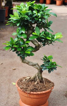 Orta boy bonsai saks bitkisi  Balkesir internetten iek siparii 