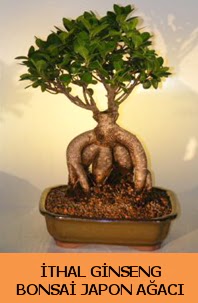 thal japon aac ginseng bonsai sat  Balkesir nternetten iek siparii 