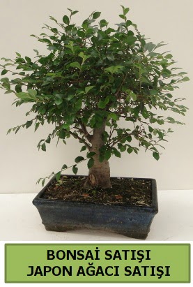 Minyatr bonsai japon aac sat  Balkesir iek gnderme sitemiz gvenlidir 