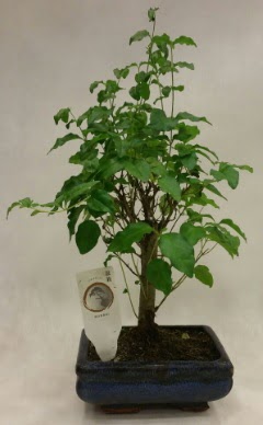 Minyatr bonsai japon aac sat  Balkesir ieki telefonlar 