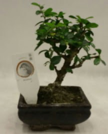 Kk minyatr bonsai japon aac  Balkesir iek gnderme 