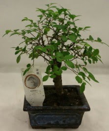 Minyatr ithal japon aac bonsai bitkisi  Balkesir iek sat 