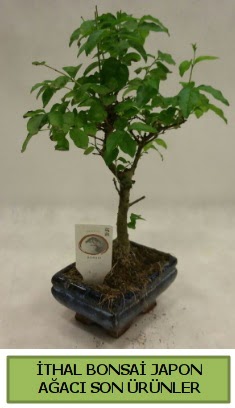 thal bonsai japon aac bitkisi  Balkesir hediye sevgilime hediye iek 