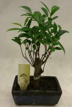 Japon aac bonsai bitkisi sat  Balkesir ieki telefonlar 