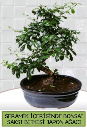 Seramik vazoda bonsai japon aac bitkisi  Balkesir iek siparii sitesi 