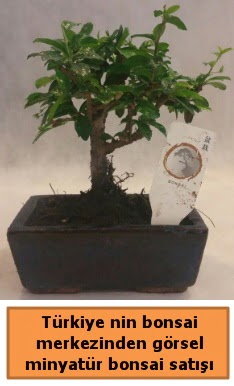 Japon aac bonsai sat ithal grsel  Balkesir iek yolla 