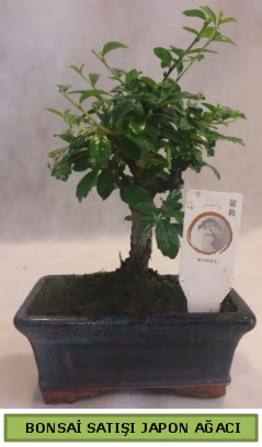 Minyatr bonsai aac sat  Balkesir iek gnderme 