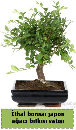 thal bonsai saks iei Japon aac sat  Balkesir nternetten iek siparii 