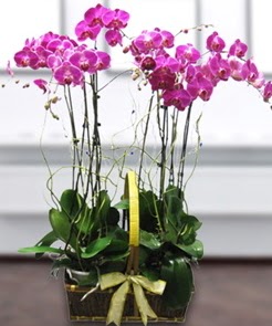 7 dall mor lila orkide  Balkesir iek gnderme sitemiz gvenlidir 