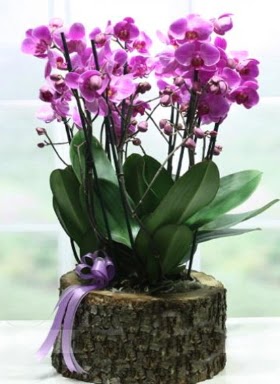 Ktk ierisinde 6 dall mor orkide  Balkesir ucuz iek gnder 