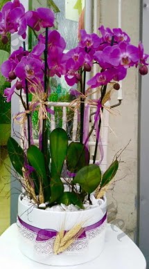 Seramik vazoda 4 dall mor lila orkide  Balkesir online iek gnderme sipari 