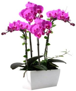 Seramik vazo ierisinde 4 dall mor orkide  Balkesir iek sat 