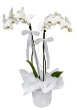 2 dall beyaz orkide  Balkesir gvenli kaliteli hzl iek 