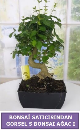 S dal erilii bonsai japon aac  Balkesir iek sat 
