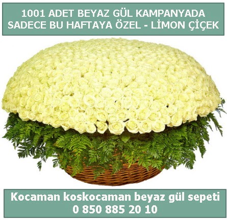 1001 adet beyaz gül sepeti özel kampanyada  Balıkesir çiçek gönderme sitemiz güvenlidir 