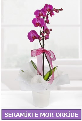 Seramik içerisinde birinci kalite tek dallı mor orkide  Balıkesir İnternetten çiçek siparişi 