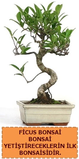 Ficus bonsai 15 ile 25 cm arasndadr  Balkesir iek yolla 