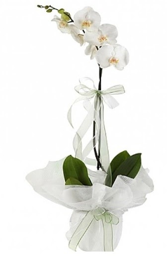 Tekli Beyaz Orkide  Balkesir hediye iek yolla 