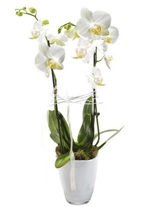 2 dall beyaz seramik beyaz orkide sakss  Balkesir iek gnderme sitemiz gvenlidir 