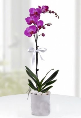 Tek dall saksda mor orkide iei  Balkesir iekiler 