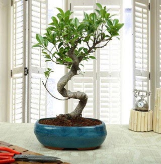 Amazing Bonsai Ficus S thal  Balkesir internetten iek siparii 