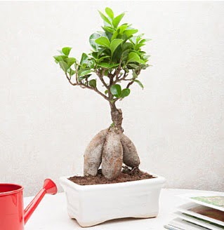 Exotic Ficus Bonsai ginseng  Balkesir iek servisi , ieki adresleri 