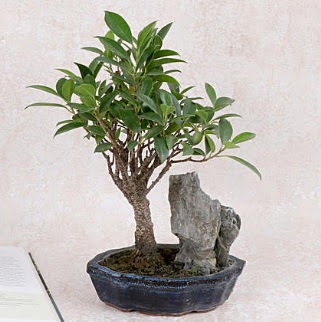 Japon aac Evergreen Ficus Bonsai  Balkesir iek gnderme sitemiz gvenlidir 