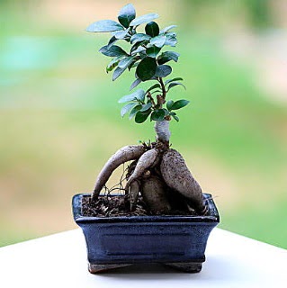 Marvellous Ficus Microcarpa ginseng bonsai  Balkesir iek siparii vermek 