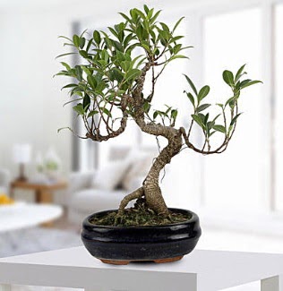 Gorgeous Ficus S shaped japon bonsai  Balkesir yurtii ve yurtd iek siparii 