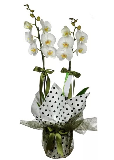 ift Dall Beyaz Orkide  Balkesir 14 ubat sevgililer gn iek 