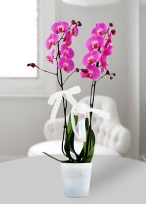 Çift dallı mor orkide  Balıkesir çiçekçiler 