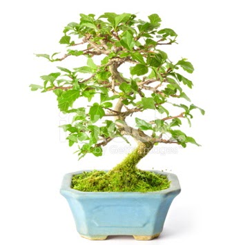 S zerkova bonsai ksa sreliine  Balkesir nternetten iek siparii 