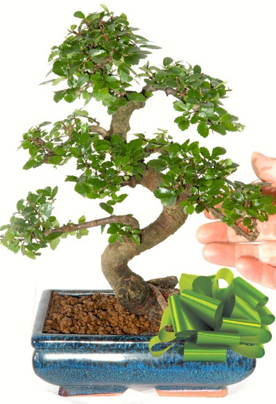 Yaklak 25 cm boyutlarnda S bonsai  Balkesir iek siparii sitesi 