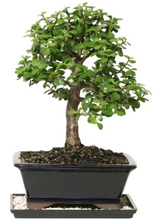 15 cm civar Zerkova bonsai bitkisi  Balkesir iek siparii sitesi 