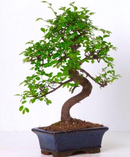 S gvdeli bonsai minyatr aa japon aac  Balkesir iek gnderme sitemiz gvenlidir 